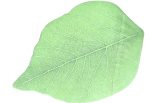 Leaf Post-it Notes Supply