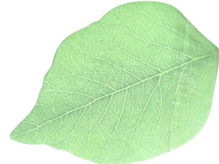 Leaf Post-it Notes Supply